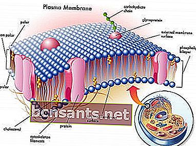 клеточная мембрана