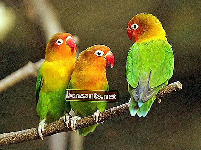 Архивы австралийской корицы Lovebird - Burungnya.com