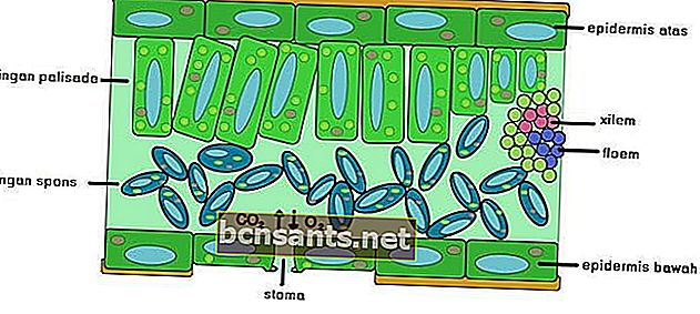 Эпидермальная ткань растений