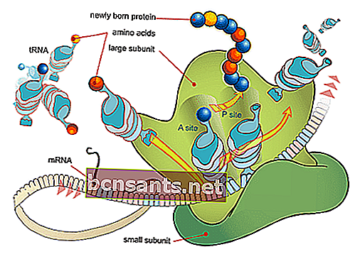 Процесс синтеза белка