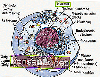 Строение клетки животных: Ядро