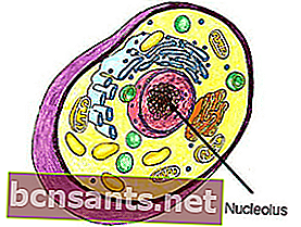 struktur sel haiwan: Nukleolus