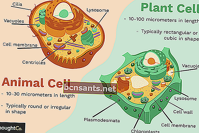 Клетки животных и клетки растений