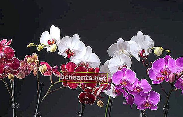 imagen de la flor de la orquídea