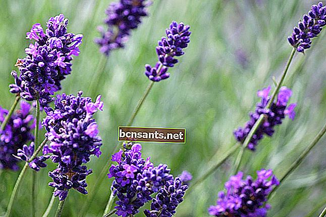 gambar bunga lavender