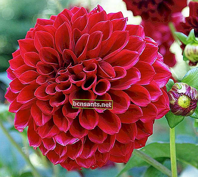 image de fleur de dahlia