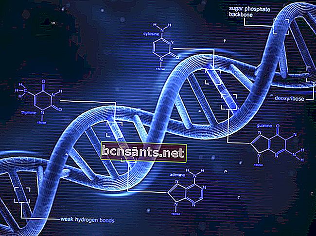DNA genetik materyali