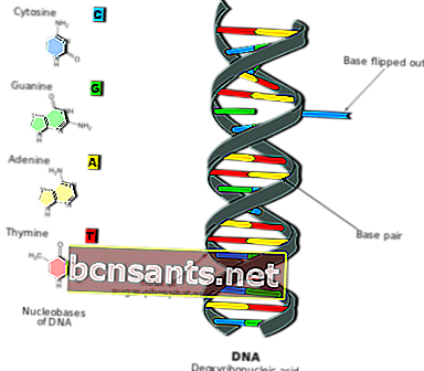 Struttura del materiale genetico del DNA