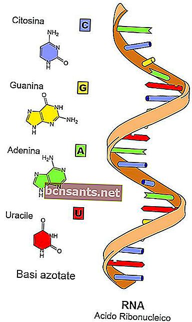 la struttura del materiale genetico dell'RNA