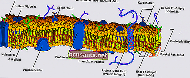 структура клеточной мембраны