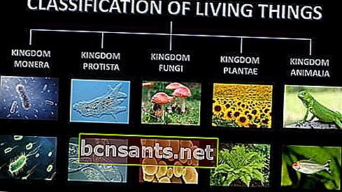 classification des êtres vivants 5 royaumes