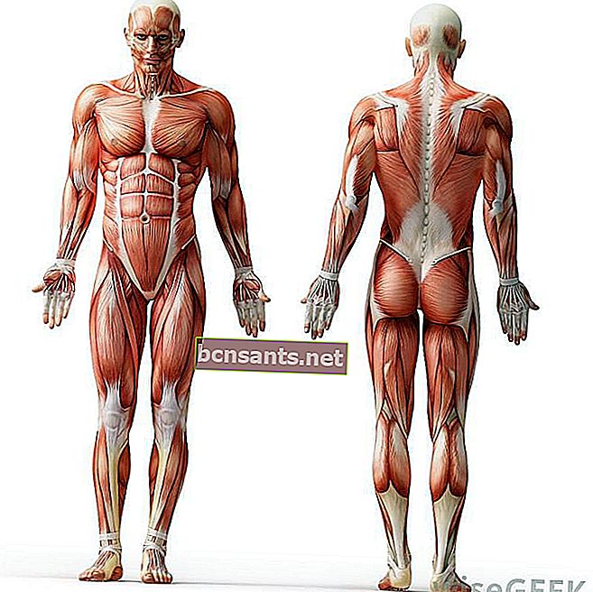 анатомия человеческого тела