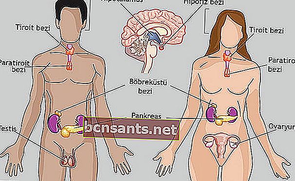 анатомия человеческого тела