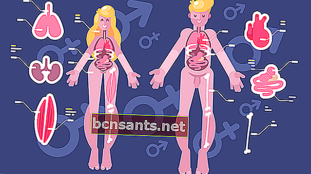 anatomi badan manusia