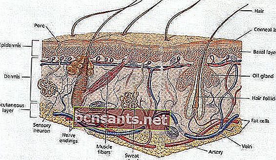 estrutura da pele humana