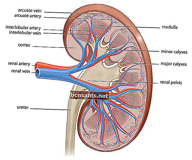 Partes del riñón humano para el proceso de formación de orina.