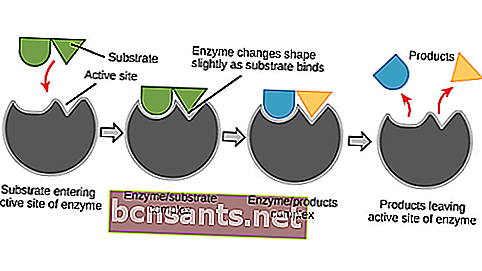como as enzimas funcionam