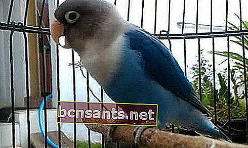 √ Ultimo listino prezzi di Blue Mangsi Lovebird maggio 2020