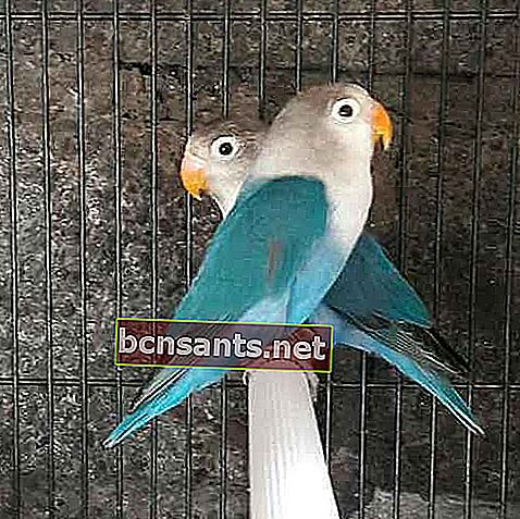Kobalt mavisi muhabbet kuşları satmak - Güney Cakarta - yola anita ...