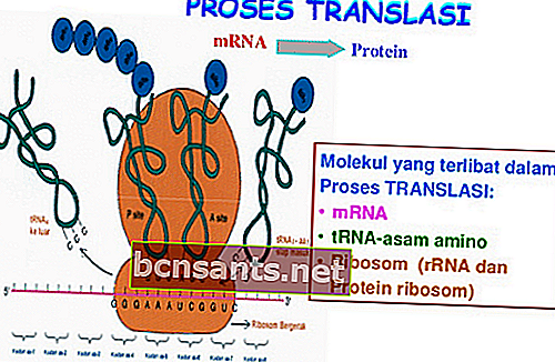 Proceso de traducción de síntesis de proteínas