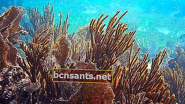 mercan resifi 