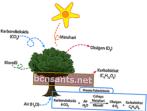 fotosentetik reaksiyonlar