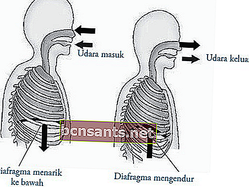 mekanisme pernafasan manusia