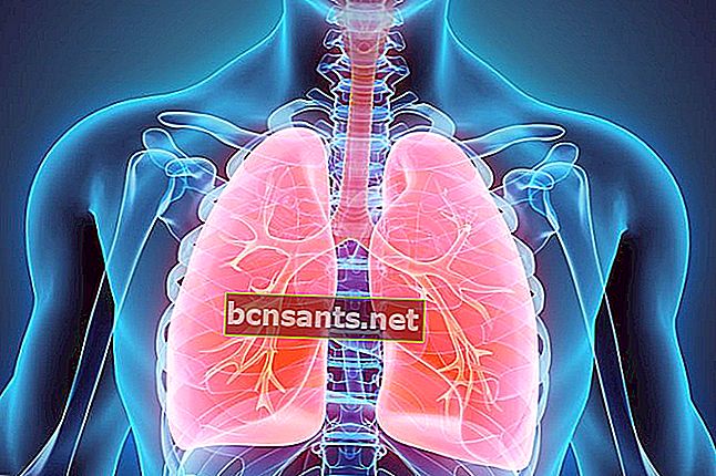 Bronkiol dan bronkus berfungsi di paru-paru