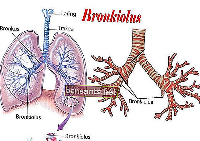 Bronchioles işlevi