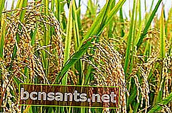 os benefícios das plantas para o arroz humano