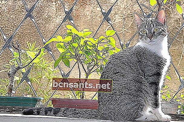 Описание: Бразильская короткошерстная кошка.