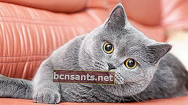 Описание: Британская короткошерстная кошка.