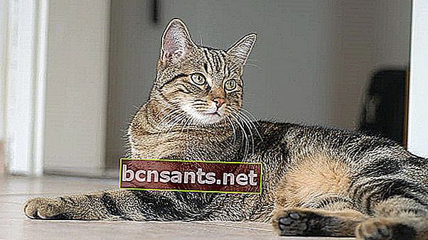 Описание: Европейская короткошерстная кошка.