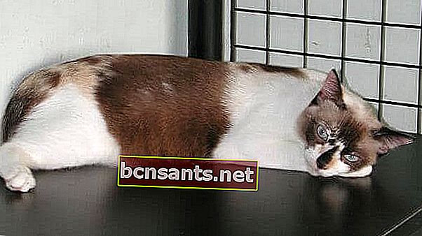 Descripción: gato malayo