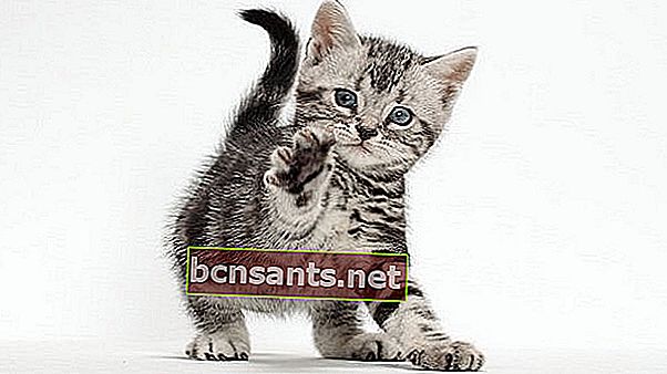 Описание: Американская короткошерстная кошка.