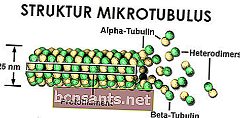 estrutura da célula animal: Microtóbulos