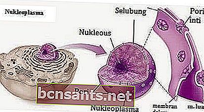 structure cellulaire animale: nucléoplasme