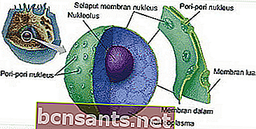 Структура клетки животных: Ядерная мембрана