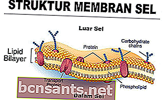 Membrane-Cellule