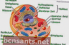 Cytoplasma