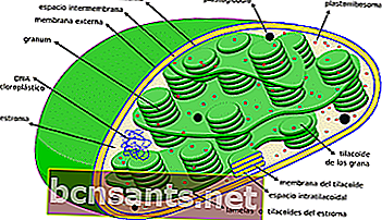 estructura de la célula animal: peroxisomas