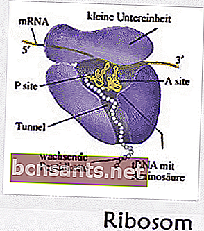 estructura de la célula animal: Ribosoma