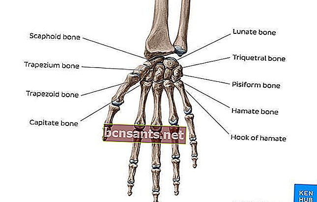 funzione dell'osso del palmo