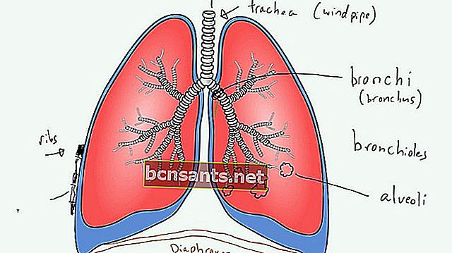 El sistema excretor de los pulmones.