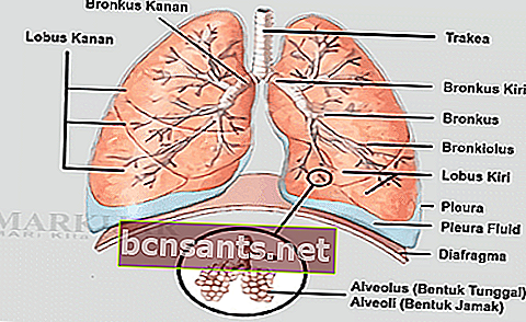 section pulmonaire