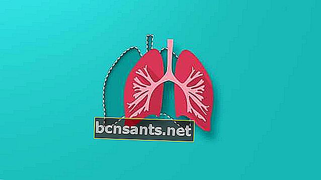 sezione polmonare