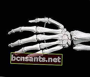 Fungsi tulang pergelangan tangan manusia