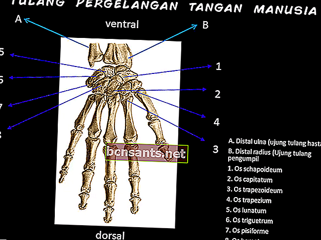 Funzione delle ossa del polso