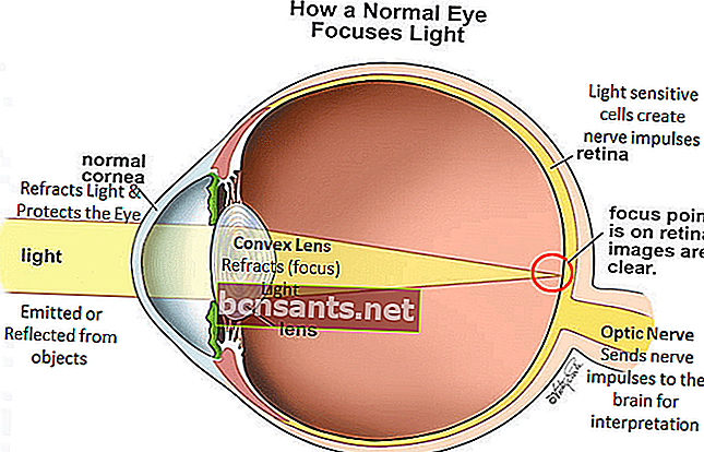 mecanismo de la vista del ojo