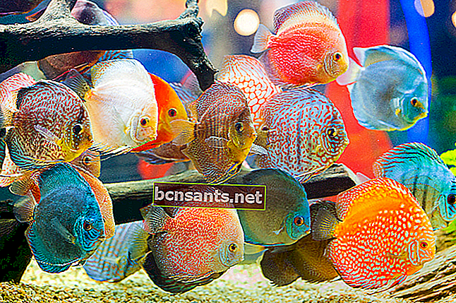 pesci ornamentali d'acqua dolce